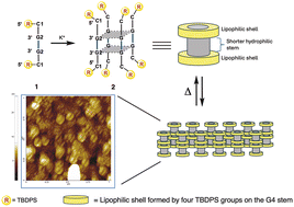 Graphical abstract: Enhancing G-quadruplex-based DNA nanotechnology: new lipophilic DNA G-quadruplexes with TBDPS modifications
