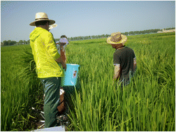 Graphical abstract: Spectral diversities of chromophoric dissolved organic matter in paddy field water adjacent to black soil regions of Northeast China