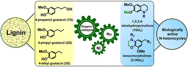 Graphical abstract: Lignin-derived guaiacols as platform chemicals for the modular synthesis of 1,2,3,4-tetrahydroquinolines and benzomorpholines