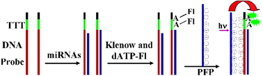 Graphical abstract: Amplified fluorescence determination of microRNAs in homogeneous solution with cationic conjugated polymers