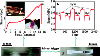 Graphical abstract: Ultrathin tough double network hydrogels showing adjustable muscle-like isometric force generation triggered by solvent