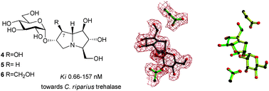 Graphical abstract: Casuarine-6-O-α-d-glucoside and its analogues are tight binding inhibitors of insect and bacterial trehalases