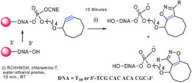 Graphical abstract: Solid phase strain promoted “click” modification of DNAvia[3+2]-nitrile oxide–cyclooctyne cycloadditions
