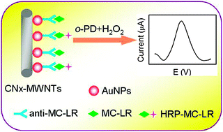 Graphical abstract: In situ assembly of gold nanoparticles on nitrogen-doped carbon nanotubes for sensitive immunosensing of microcystin-LR