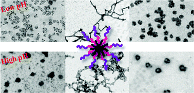 Graphical abstract: pH responsive self assemblies from an An-core-(B-b-C)n heteroarm star block terpolymer bearing oppositely charged segments