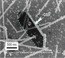 Graphical abstract: SERS spectroscopy and SERS imaging of Shewanella oneidensis using silver nanoparticles and nanowires