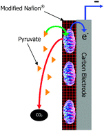 Graphical abstract: Mitochondrial biofuel cells: expanding fuel diversity to amino acids