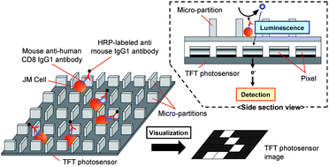 Graphical abstract: Single-cell detection using a thin film transistor photosensor with micro-partitions