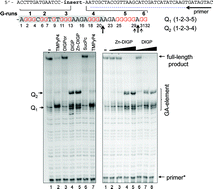 Graphical abstract: Primer extension reactions as a tool to uncover folding motifs within complex G-rich sequences: analysis of the human KRASNHE