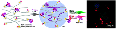 Graphical abstract: Cationic supramolecular nanoparticles for co-delivery of gene and anticancer drug