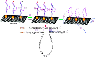 Graphical abstract: Electrochemical sensing of l-histidine based on structure-switching DNAzymes and gold nanoparticle –graphene nanosheet composites