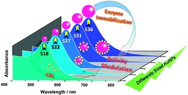 Graphical abstract: Size-modulated catalytic activity of enzyme–nanoparticle conjugates: a combined kinetic and theoretical study