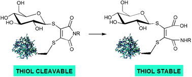 Graphical abstract: Tunable reagents for multi-functional bioconjugation: reversible or permanent chemical modification of proteins and peptides by control of maleimide hydrolysis