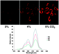 Graphical abstract: Evidence for the optical signalling of changes in bicarbonate concentration within the mitochondrial region of living cells