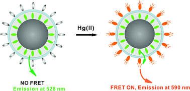 Graphical abstract: A FRET-based ratiometric sensor for mercury ions in water with multi-layered silica nanoparticles as the scaffold