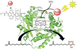 Graphical abstract: Light-initiated hydroxylation of lauric acid using hybrid P450 BM3 enzymes