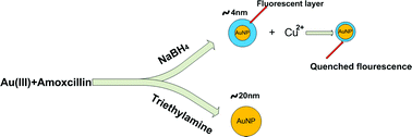 Graphical abstract: Facile one-pot synthesis of gold nanoparticles and their sensing protocol