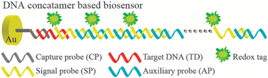 Graphical abstract: A simple and ultrasensitive electrochemical DNA biosensor based on DNA concatamers