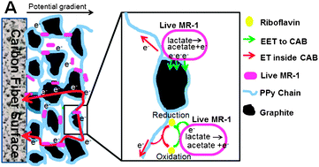 Graphical abstract: Conductive artificial biofilm dramatically enhances bioelectricity production in Shewanella-inoculated microbial fuel cells
