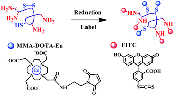 Graphical abstract: A dual-labelling strategy for integrated ICPMS and LIF for the determination of peptides