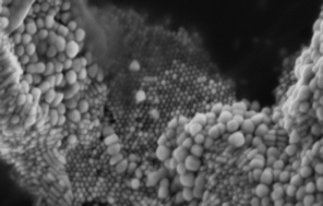 Graphical abstract: Application of plasma spectrometry for the analysis of engineered nanoparticles in suspensions and products