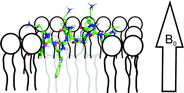 Graphical abstract: Solid state NMR studies of oligourea foldamers: Interaction of 15N-labelled amphiphilic helices with oriented lipid membranes