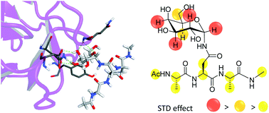 Graphical abstract: α-N-Linked glycopeptides: conformational analysis and bioactivity as lectin ligands