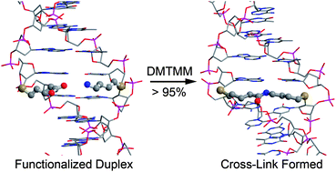 Graphical abstract: Site-specific inter-strand cross-links of DNA duplexes
