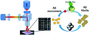 Graphical abstract: LED-based interferometric reflectance imaging sensor for the detection of amyloid-β aggregation