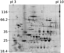 Graphical abstract: Proteomic evaluation of citrate-coated silver nanoparticles toxicity in Daphnia magna