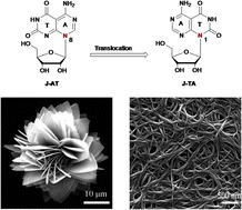 Graphical abstract: Micro-flowers changing to nano-bundle aggregates by translocation of the sugar moiety in Janus TA nucleosides
