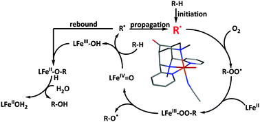 Graphical abstract: Catalytic oxidation of alkanes by iron bispidine complexes and dioxygen: oxygen activation versus autoxidation