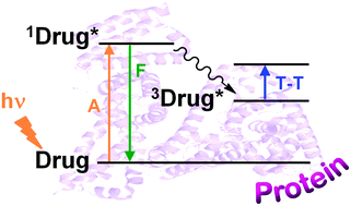 Graphical abstract: Photoactive assemblies of organic compounds and biomolecules: drug–protein supramolecular systems