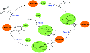 Graphical abstract: Superbase/cellulose: an environmentally benign catalyst for chemical fixation of carbon dioxide into cyclic carbonates