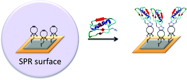 Graphical abstract: Site-specific peptide and protein immobilization on surface plasmon resonance chips via strain-promoted cycloaddition