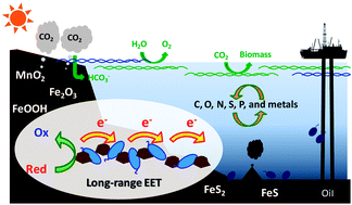 Graphical abstract: Mechanisms of long-distance extracellular electron transfer of metal-reducing bacteria mediated by nanocolloidal semiconductive iron oxides