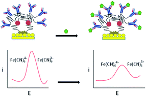 Graphical abstract: An electrochemical immunosensor for detection of a breast cancer biomarker based on antiHER2–iron oxide nanoparticle bioconjugates