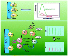 Graphical abstract: Graphene quantum dots enhanced electrochemiluminescence of cadmium sulfide nanocrystals for ultrasensitive determination of pentachlorophenol