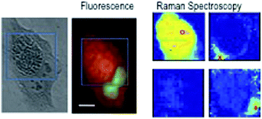 Graphical abstract: Analysis of interaction between the apicomplexan protozoan Toxoplasma gondii and host cells using label-free Raman spectroscopy