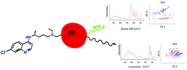 Graphical abstract: An attenuated total reflection (ATR) and Raman spectroscopic investigation into the effects of chloroquine on Plasmodium falciparum-infected red blood cells