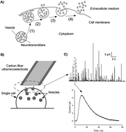 Graphical abstract: Vesicular exocytosis and microdevices – microelectrode arrays