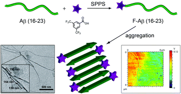 Graphical abstract: Simple fluorinated moiety insertion on Aβ 16–23 peptide for stain-free TEM imaging