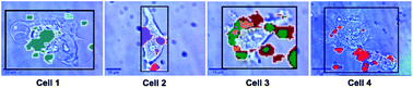 Graphical abstract: Simultaneous intracellular redox potential and pH measurements in live cells using SERS nanosensors