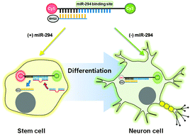 Graphical abstract: Bioimaging of the microRNA-294 expression-dependent color change in cells by a dual fluorophore-based molecular beacon