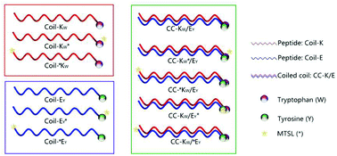 Graphical abstract: Probing coiled-coil assembly by paramagnetic NMR spectroscopy