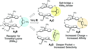 Graphical abstract: Contributions of pocket depth and electrostatic interactions to affinity and selectivity of receptors for methylated lysine in water