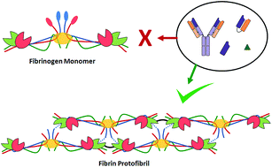 Graphical abstract: The evolution of fibrin-specific targeting strategies