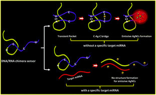 Graphical abstract: DNA/RNA chimera templates improve the emission intensity and target the accessibility of silver nanocluster-based sensors for human microRNA detection