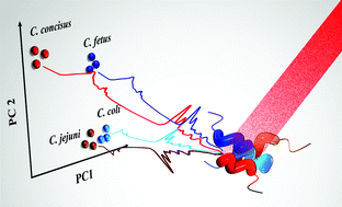 Graphical abstract: Chicken, beams, and Campylobacter: rapid differentiation of foodborne bacteria via vibrational spectroscopy and MALDI-mass spectrometry