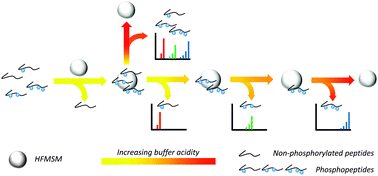 Graphical abstract: Hydrazide functionalized monodispersed silica microspheres: a novel probe with tunable selectivity for a versatile enrichment of phosphopeptides with different numbers of phosphorylation sites in MS analysis